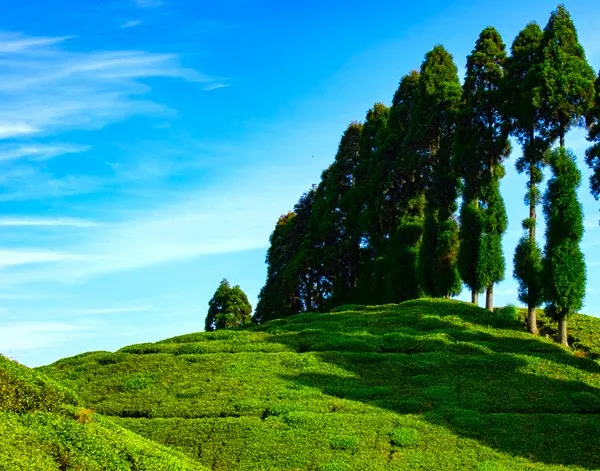 Darjeeling Tea Estate