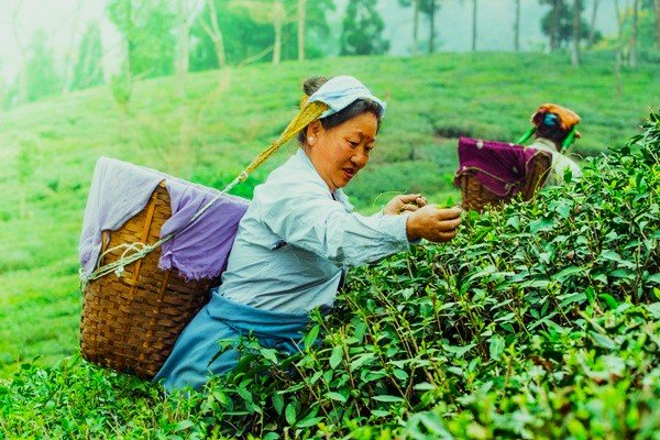 Darjeeling tea garden