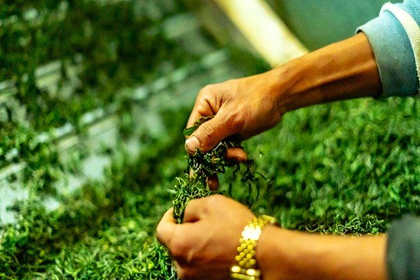 Darjeeling tea processing
