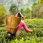 Darjeeling tea