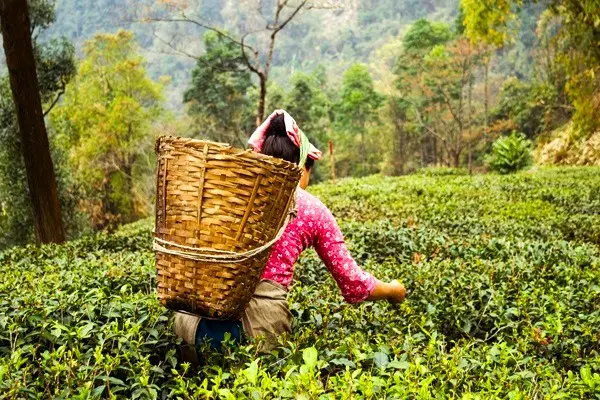 Darjeeling tea