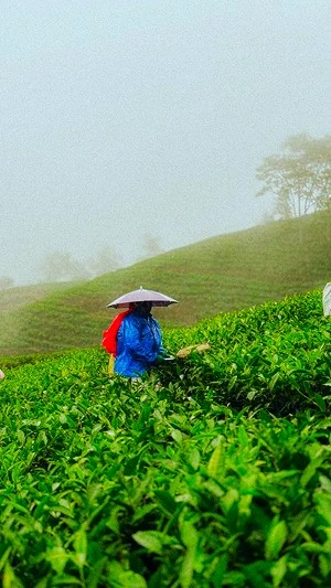 Darjeeling Tea Garden