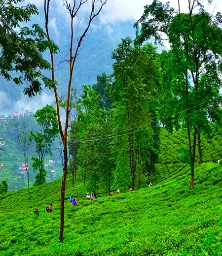 Darjeeling Tea Garden