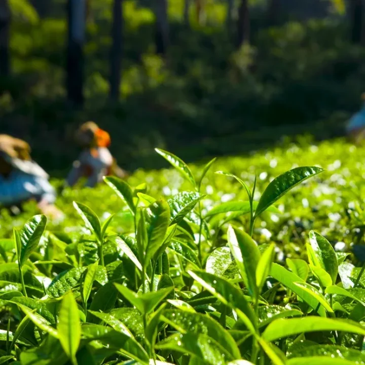 Darjeeling Tea